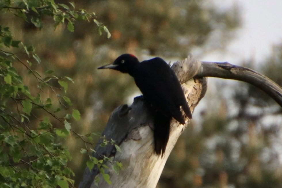 Vroege Vogelwandeling Hazeputten Nijnsel